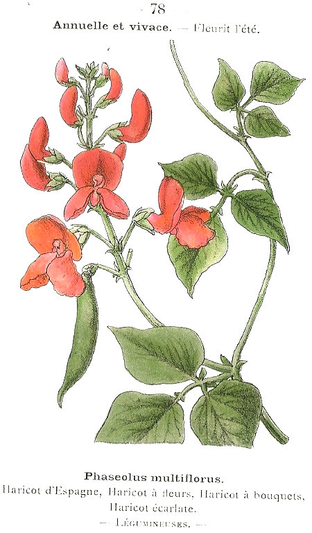 Phaseolus multiflorus. Haricot d'Espagne, Haricot á fleurs, Haricot á bouquets, Haricot écarlate. Légumineuses.
