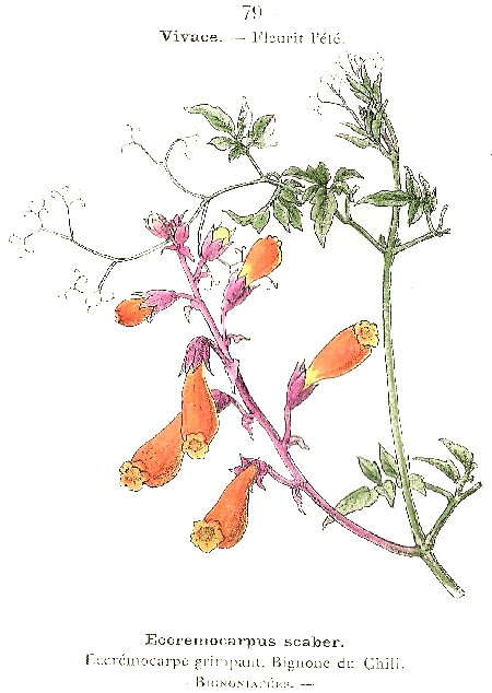 Eccremocarpus scaber. Eccrémocarpé grimpant, Bignone de chili. Bignoniazcées.