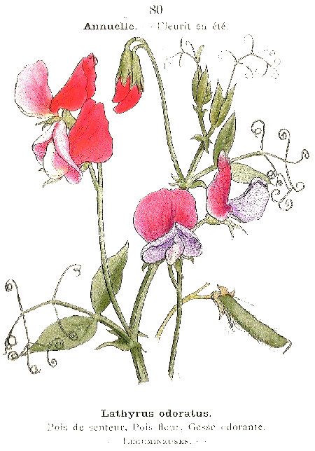 Lathyrus odoratus. Pois de senteur, Pois de fleur, Gesse odorante. Léguminoises.