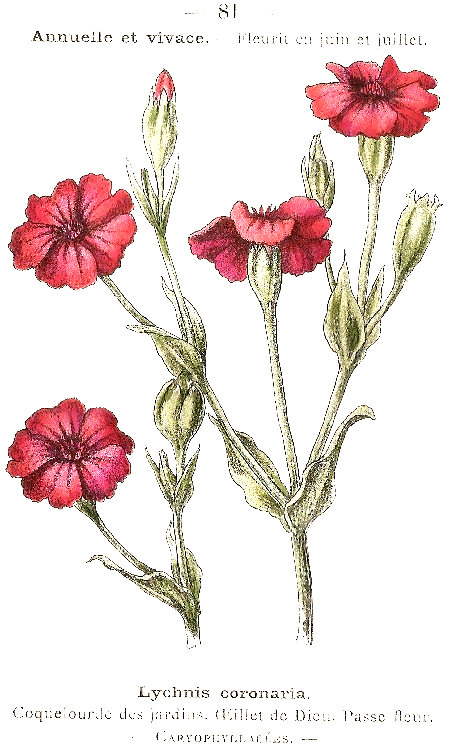Lychnis coronaria. Coquelourde des jardins, OEillet de Dien, Passe-fleur. Caryophillacées.