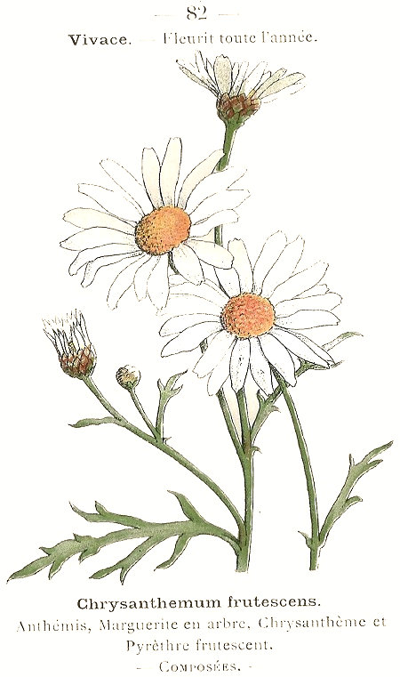 Chrisanthemum frutescens. Anthémis, Marguerite en arbre, Chrysantéme et Pyréthre frutescent. Composées.