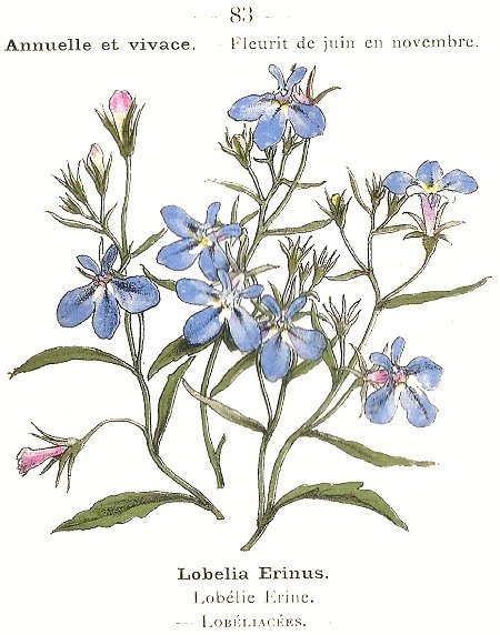 Chrysanthemum frutescens. Lobélie Erine. Lobeliacées.