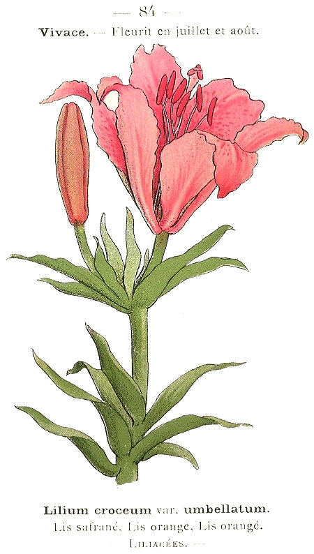 Lilium croceum var. umbellatum. Lis safrané, Lis orange, Lis orangé. Liliacées.
