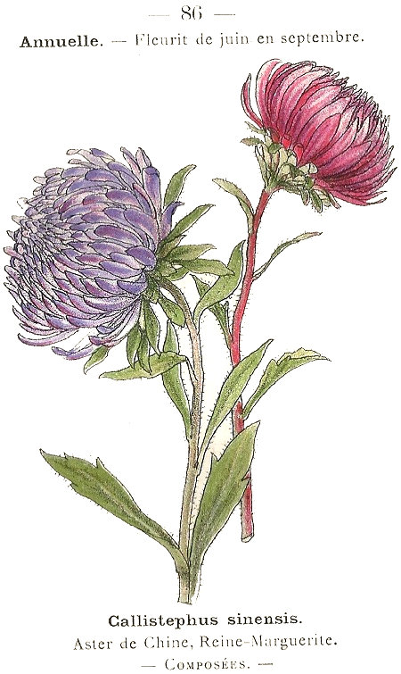 Callistephus sinensis. Aster de Chine, Reine-Marguerite. Composées.