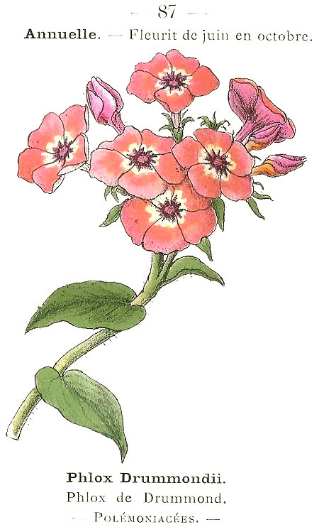 Phlox drummondii. Phlox de Drummond. Polémoniacées.