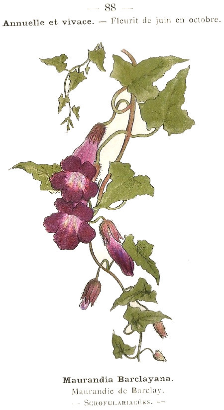 Maurandia barclayana. Maurandie de Barclay. Scrofulariacées.