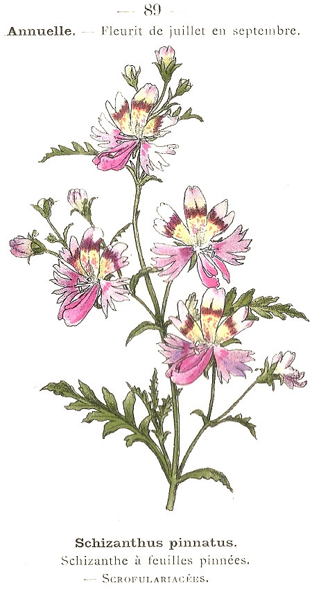 Schizanthus pinnatus. Schizanthe à feuilles pinnés. Scrofulariacées.