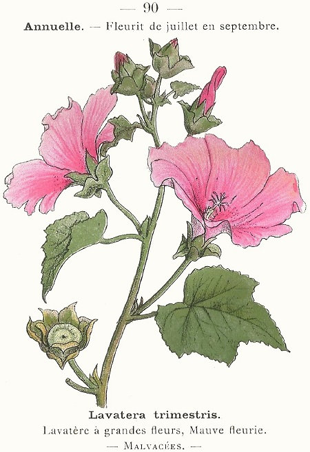 Lavatera trimestris. Lavatère à grandes fleurs, Mauve fleurie. Malvacées.