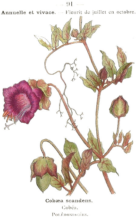 Cobaea scandens. Cobéa. Polémoniacées.