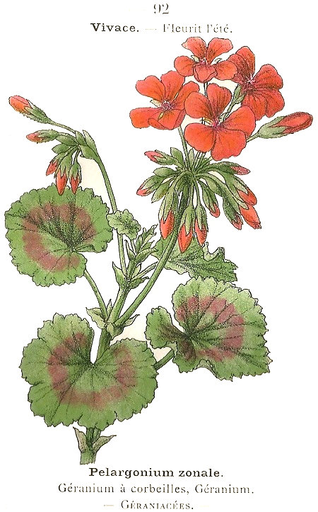 Pelargonium zonale. Géranium à corbeilles, Géranium. Géraniacées.