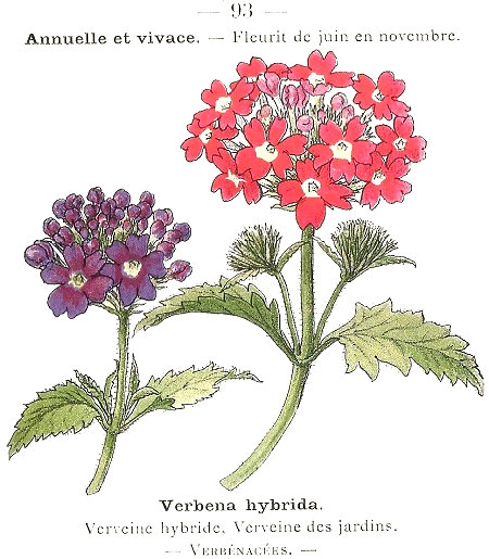 Verbena hybrida. Verveine hybride, Verveine des jardins. Verbénacées.