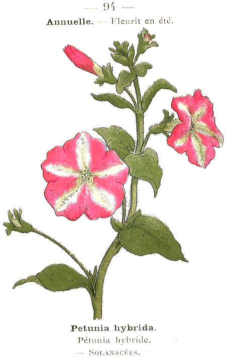 Petunia hybrida. Pétunia hybride. Solanacées.