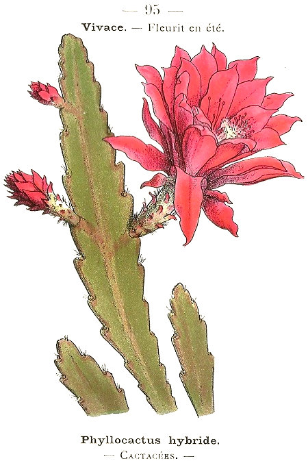 Phyllocactus hybride. Cactacées.