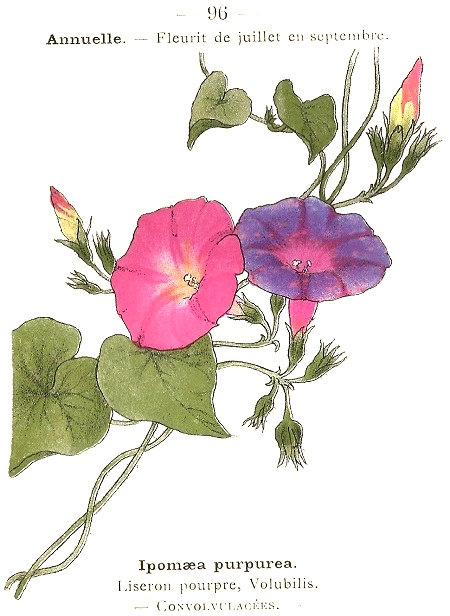 Ipomaea purpurea. Liseron pourpre, Volubilis. Convolvulacées.