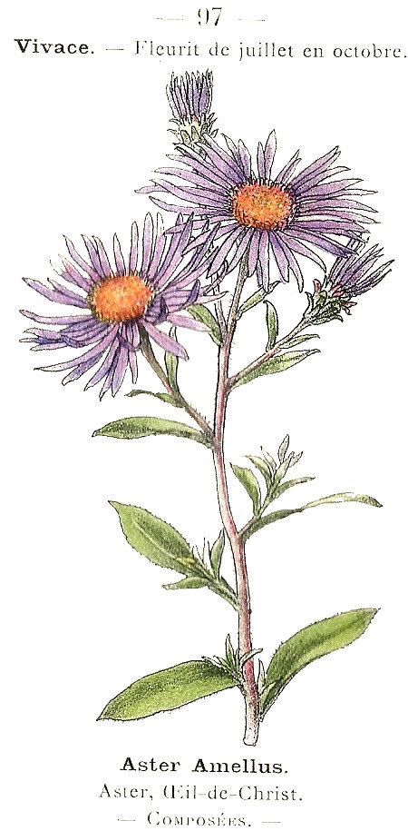 Aster amellus. Aster, Oeil-de-Christ. Composées.