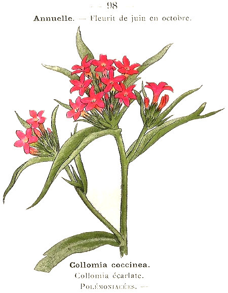 Collomia coccinea. Collomia écarlate. Poloémoniacées.
