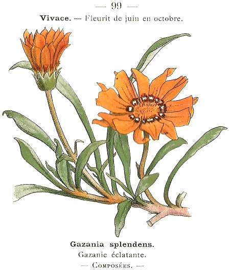 Gazania splendens. Gazanie éclatante. Composées.