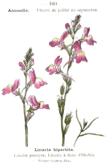 Linaria bipartita. Linaire pourpre, Linaire à fleur d'Orchis. Scrofulariacées.