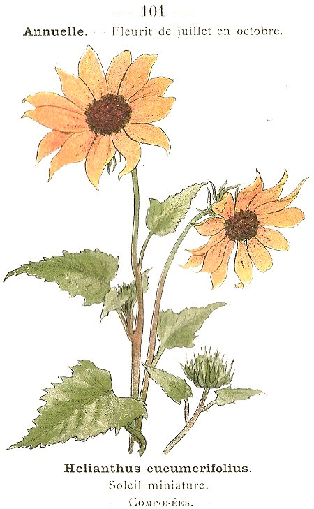 Helianthus cucumerifolius. Soleil miniature. Composées.