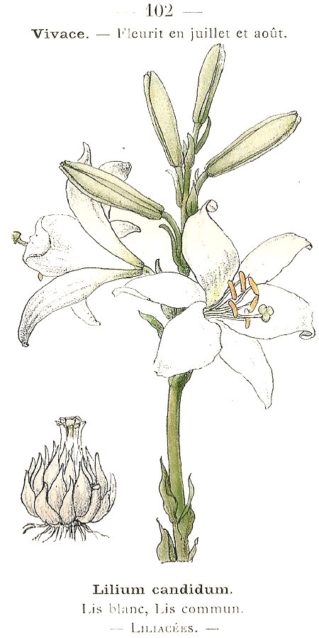 Lilium candidum. Lis blanc, Lis commun. Liliacées.
