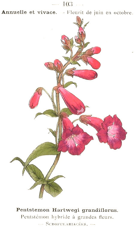 Pentstemon Hartwegi grandiflorus. Penstémon hybride á grandes feurs. Scrofulariacées.