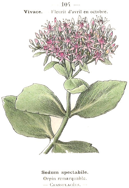 Sedum spectabile. Orpin remarquable. Crassulacées.