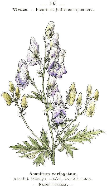 Aconitum variegatum. Aconit à panachées. Aconit bicolore. Renonculacées.
