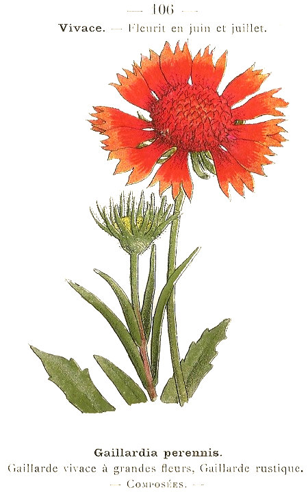 Gaillardia perennis. Gaillarde vivace á grandes fleurs, Gaillarde rustique. Composées.