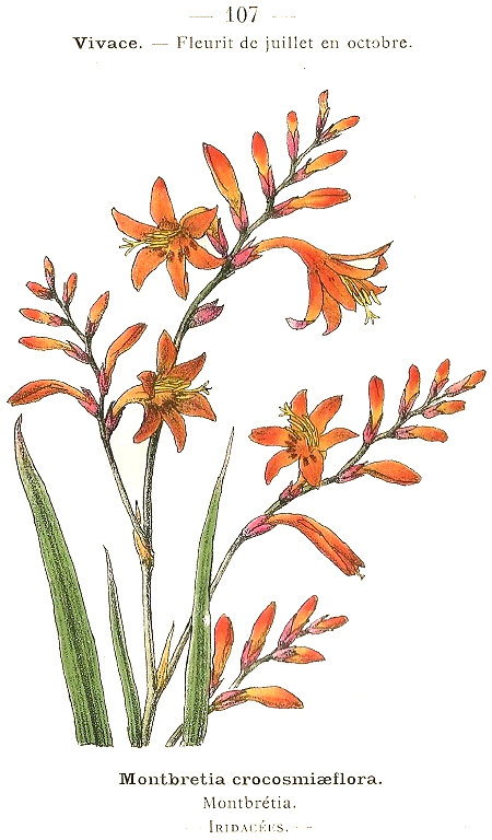 Montbretia crocosmiaeflora. Monbrétia. Iridacées.