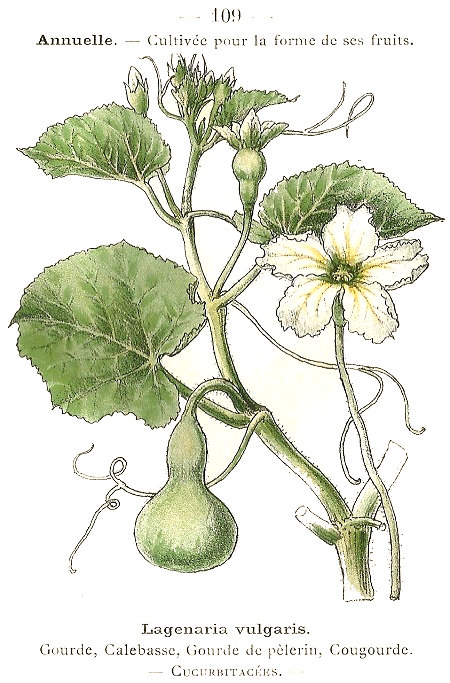 Lagenaria vulgaris. Gourde, Calebasse, Gourde de pèlerin, Cougourde. Cucurbitacées.
