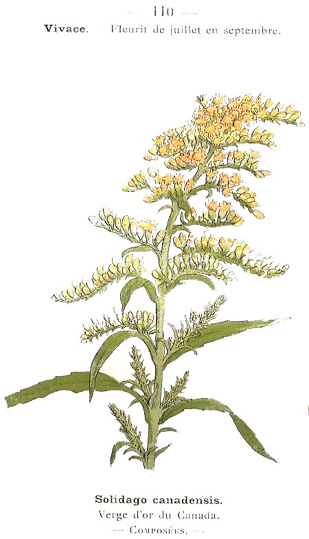 Solidago canadensis. Verge d'or du Canada. Composées.