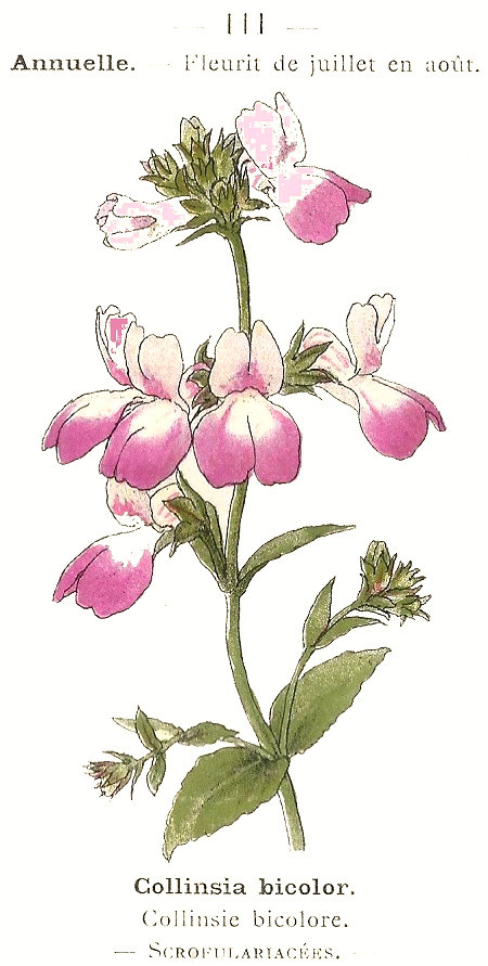 Collinsia bicolor. Collinsia bicolor. Scrofulariacées.