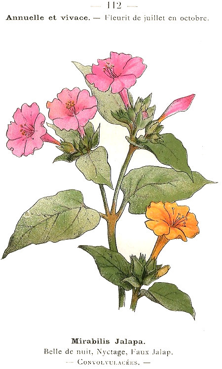 Mirabilis jalapa. Belle de nuit, Nyctage, Faux Jalapa. Convolvulacées.