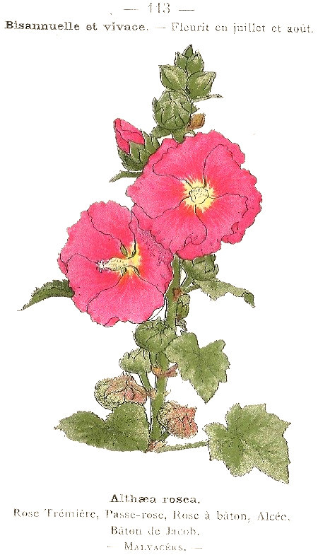 Althaea rosea. Rose trémiére, Passe-Rose, Rose à Bàton, Alcée, Bàton de Jacob. Malvacées.