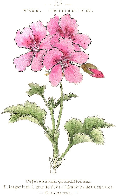 Pelargonium grandiflorum. Pélargonium á grande fleur, Géranium des fleuristes. Géraniacées.