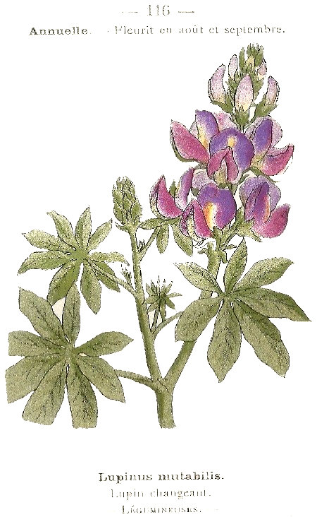 Lupinus mutabilis. Lupin changeant. Légumineuses.