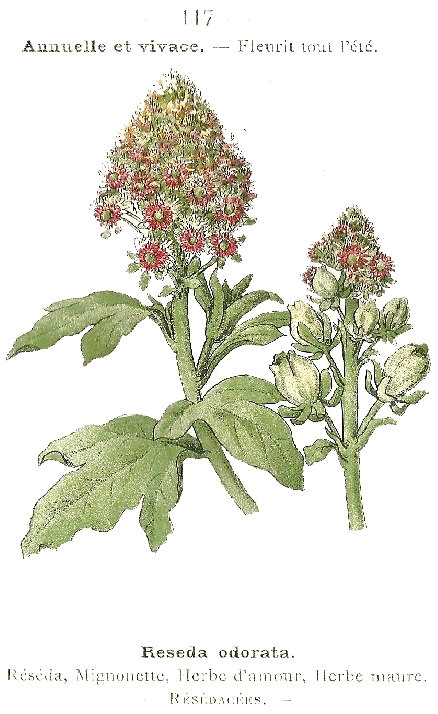 Reseda odorata. Réséda, Mignonette, Herbe d'amour, Herbe maure. Résédacées.