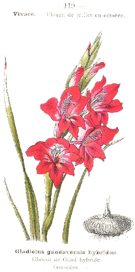 Gladiolus gandavensis hybridus. Glaicul de Gand hybride. Iridacées.