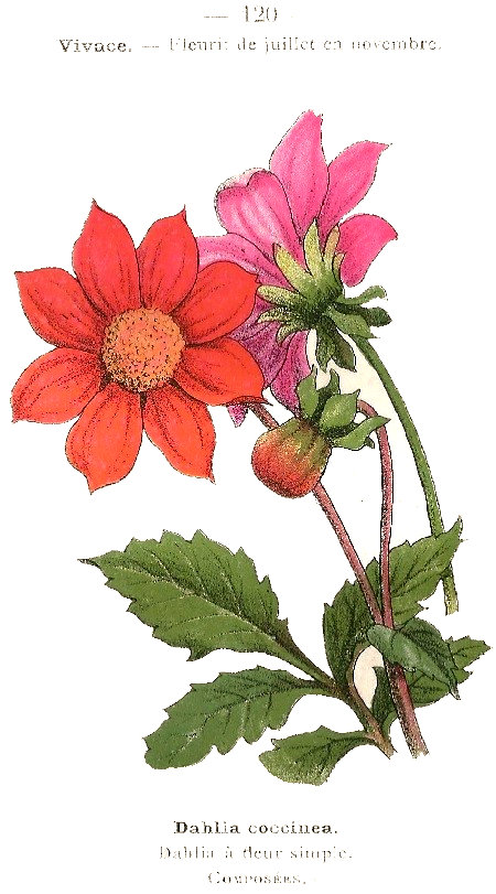 Dahlia coccinea. Dahlia á fleur simple. Composées.