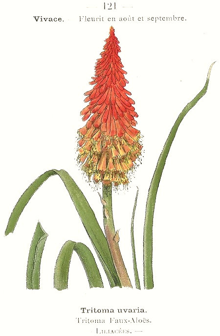 Tritoma uvaria. Tritoma Faux-Aloës. Liliacées.