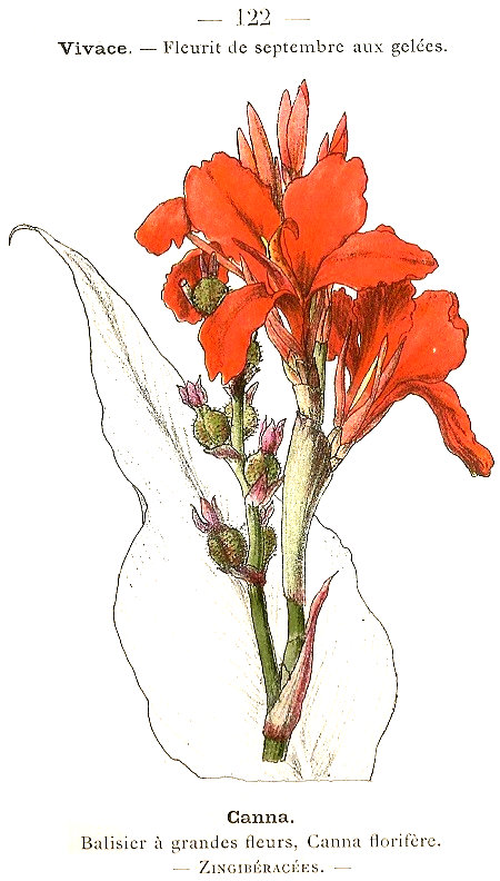 Canna. Balisier á grandes fleurs, Canna florifére. Zingibéracées.