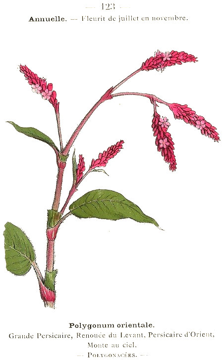 Polygonum orientale. Grande Persicaire, Renouée du Levant, Persicaire d'Orient, Monte au ciel. Polygonacées.