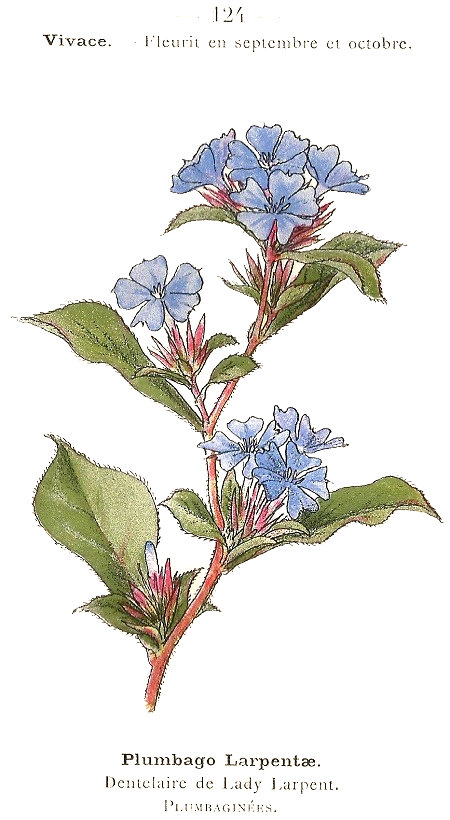 Plumbago larpentae. Dentelaire de Lady Larpent. Plumbaginées.