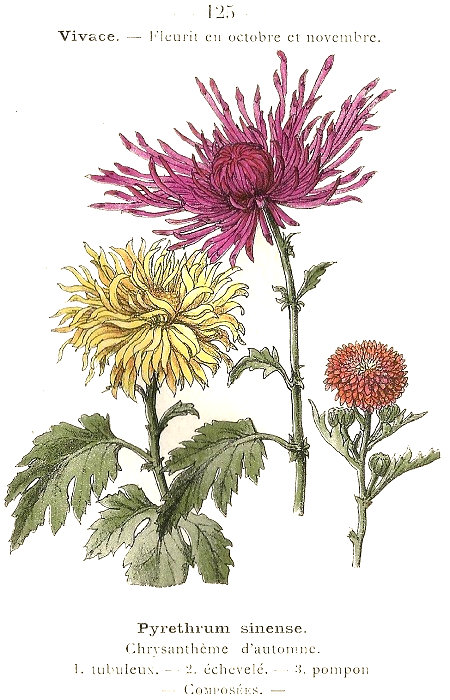 Pyrethrum sinense. Chrysanthême d'automne, 1. Tubuleux. 2. échevele. 3. pompon. Composées.