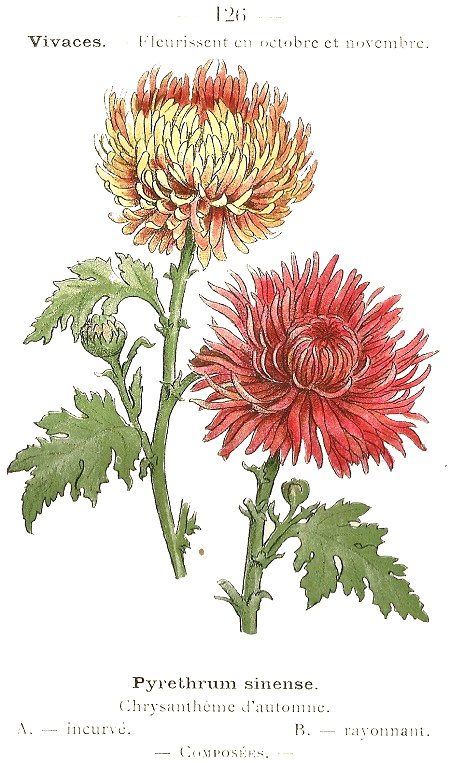 Pyrethrum sinense. Chrysanthême d'automne, A. incurvé. B. rayonnant. Composées.