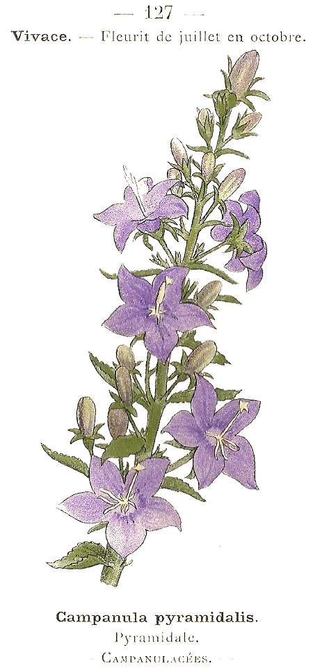 Campanula pyramidalis. Pyramidale. Campanulacées.
