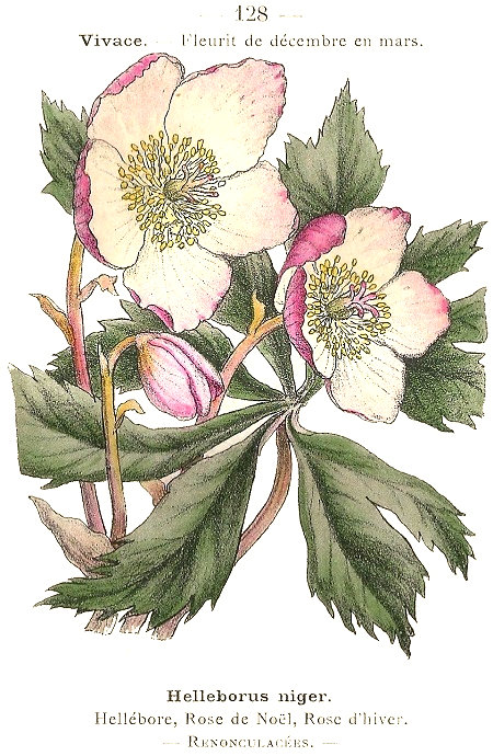 Helleborus niger. Hellébore, Rose de Noël, Rose d'hiver. Renonculacées.