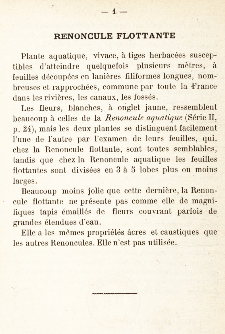 Renoncule flottante