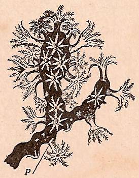 Rama de coral con numerosos pólipos (P) según Lacaze-Luthiers).