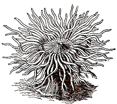 Una actinia (Anemonia sulcata) (Según A. Anders).